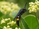 Scolia hirta (Hairy Scolid wasp).jpg